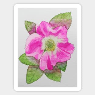 Pink wild rose watercolour painting Sticker